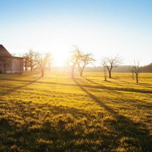 Floral Wallpapers wallpaper