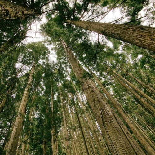 Nature Wallpapers wallpaper