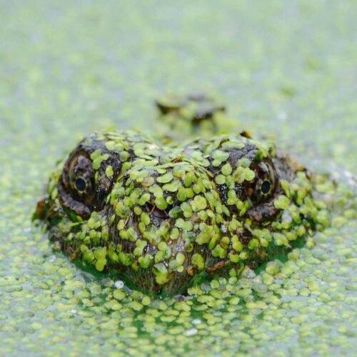 Nature Wallpapers wallpaper