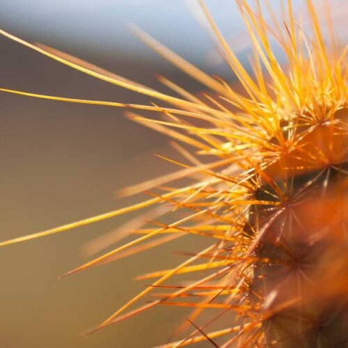 Nature Wallpapers wallpaper