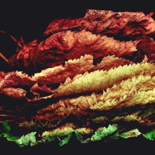 Nature Wallpapers wallpaper